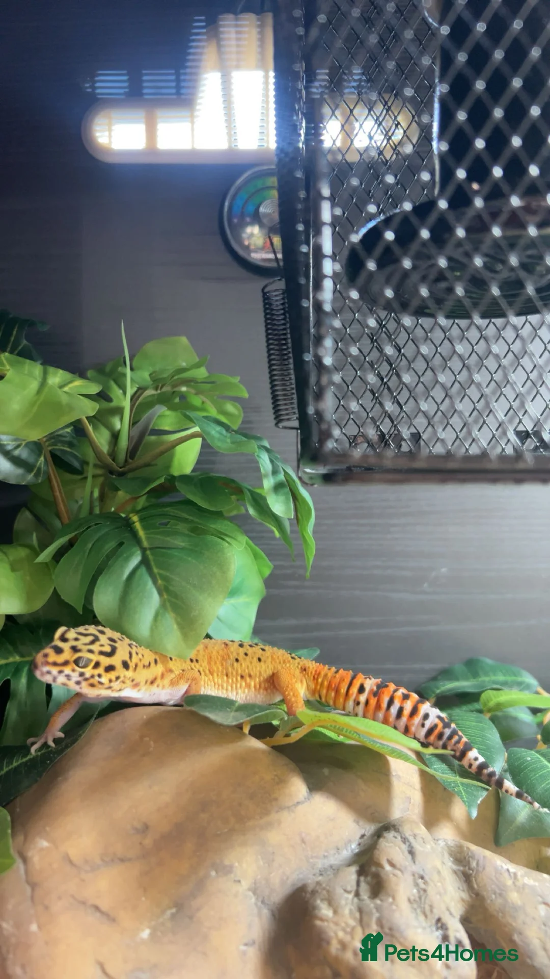 Leopard Gecko reptiles for sale: Leopard gecko  - Advert 2