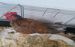 Chickens poultry for sale: Cockerell Serama  - Image 1