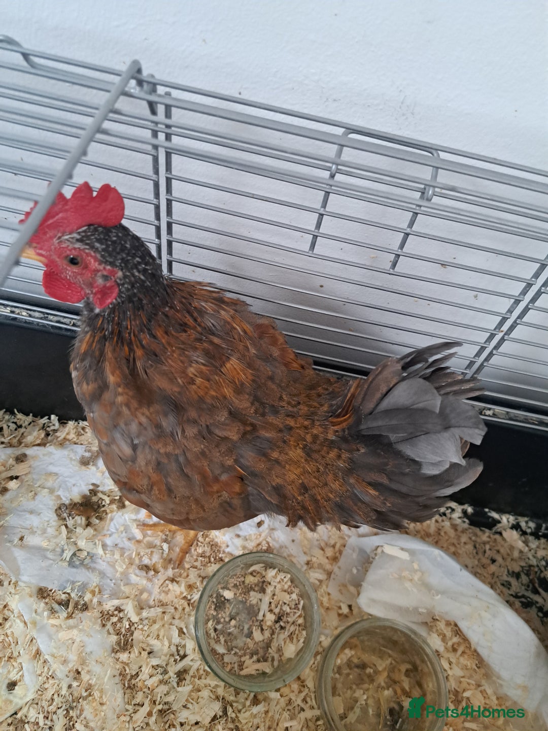 Chickens poultry for sale: Cockerell Serama  - Image 1
