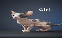 Sphynx cats for sale: Blue Eyes sphynx kittens GCCF and TICA  - Image 3