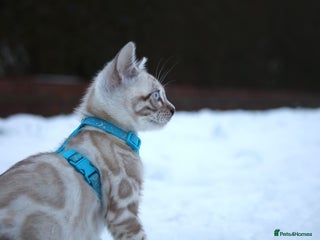 Bengal cats Import Bloodline Clouded Bengals in Nelson - Advert 6