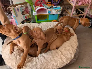 Hungarian Vizsla dogs Pedigree KC Registered Hungarian Viszla Puppies - Advert 17