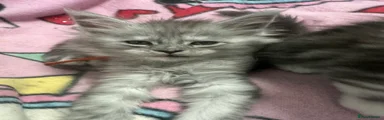Maine Coon 6 black silver tabby 