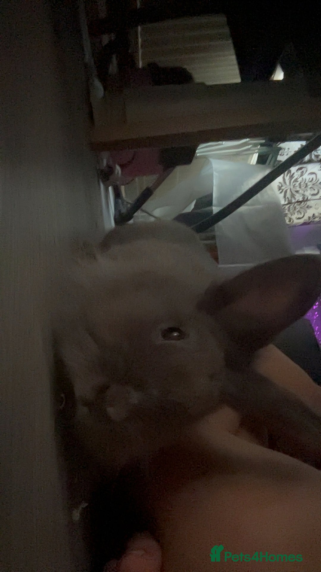 English rabbits for sale: Rabbit for sale  - Image 2