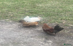 Chickens poultry for sale: 1 Cockerel 2 Hens Serama Chicks - Image 1
