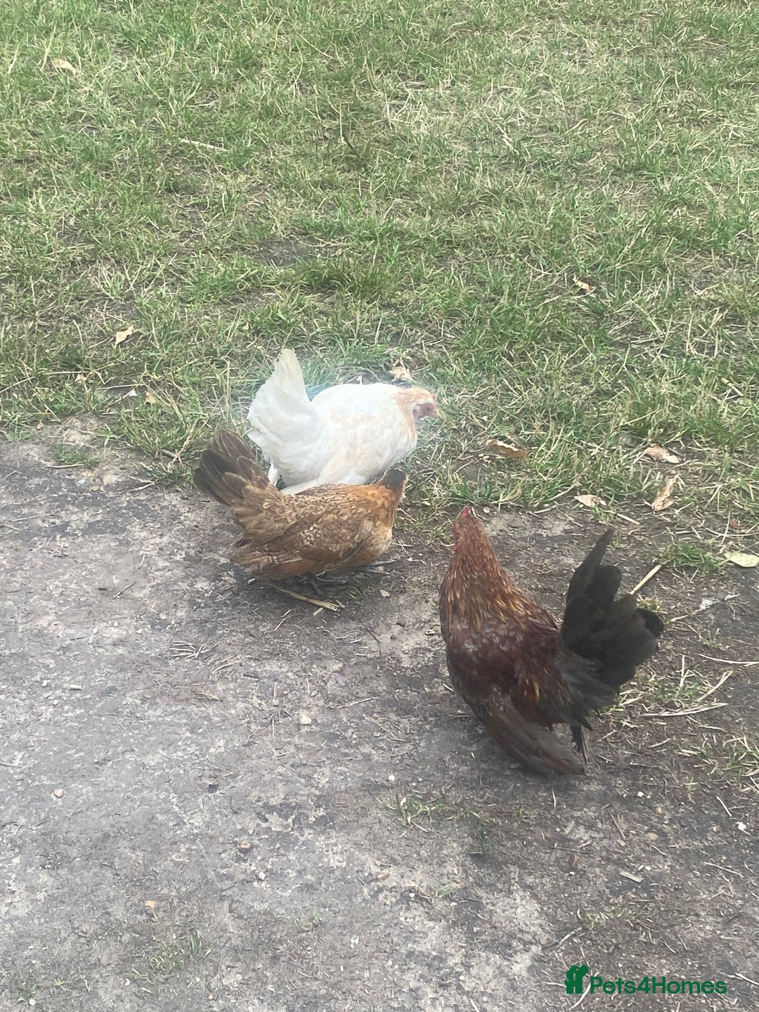 Chickens poultry for sale: 1 Cockerel 2 Hens Serama Chicks - Image 1