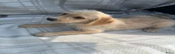Labradoodle dogs for sale: Labradoodle puppys - Advert 8