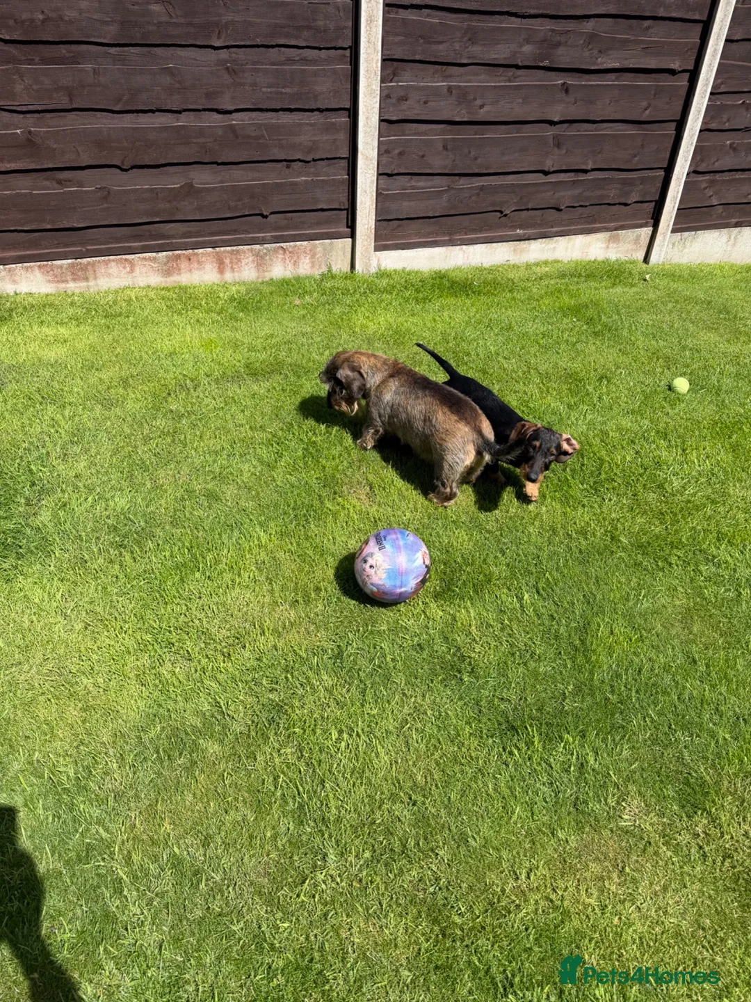 Dachshund dogs for sale: Standard Wirehaired Dachshund Puppy - Advert 1