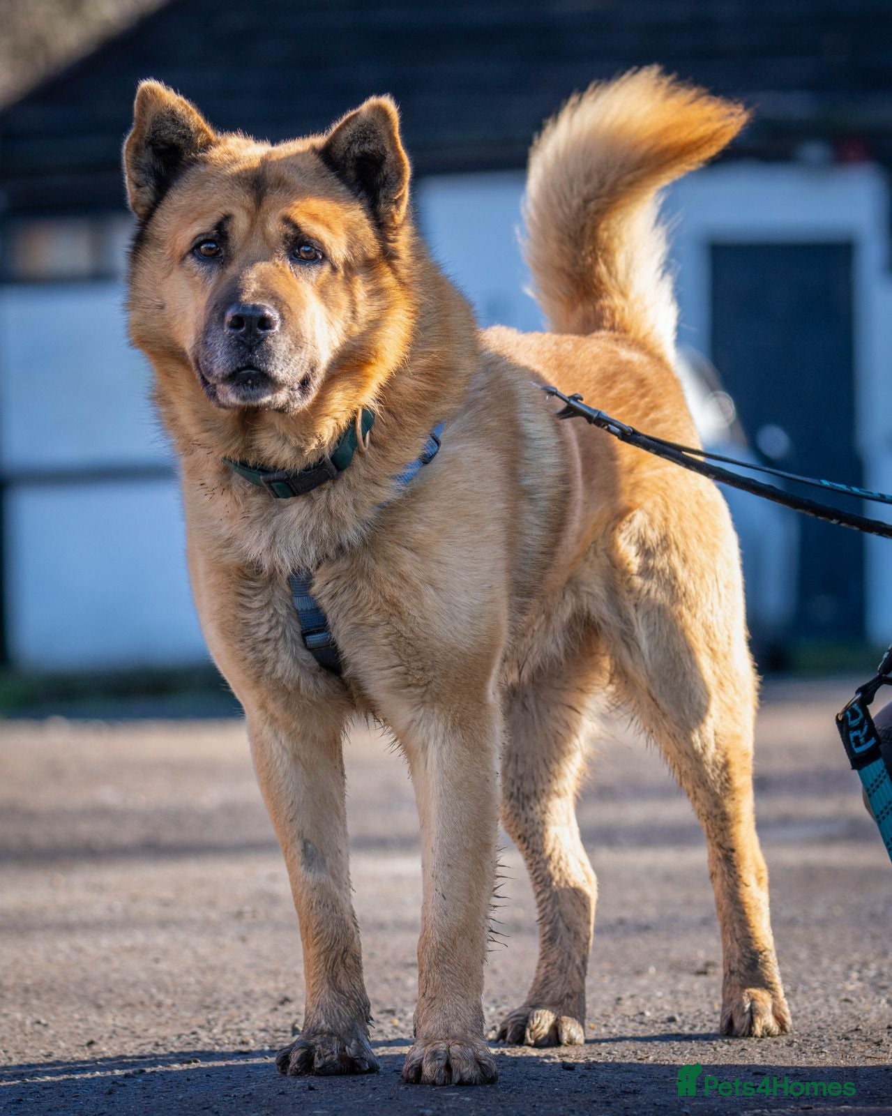 Mixed Breed dogs Kenji is in need of his forever home!  - Advert 1