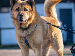 Mixed Breed dogs Kenji is in need of his forever home! - Advert 1