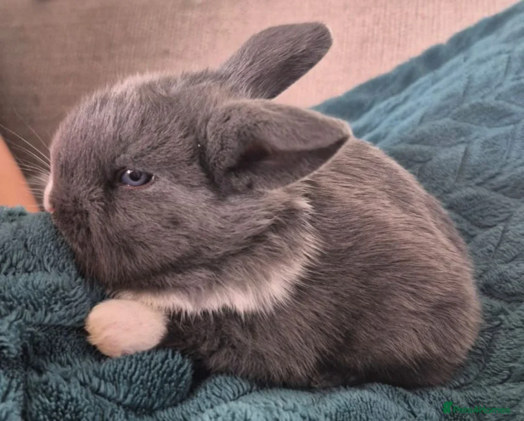 Mini Lop rabbits for sale: 3 x Mini Lop Baby Bunnies in Sheffield - Advert 4