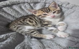 Bengal cats for sale: Bengal x kittens  - Image 2
