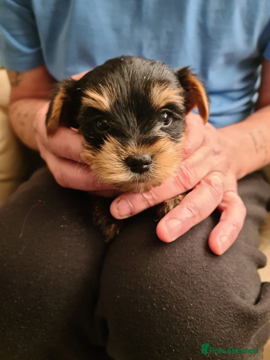 Yorkshire Terrier dogs for stud: CUTEST TINY BOY FOR STUD in Dudley - Advert 11