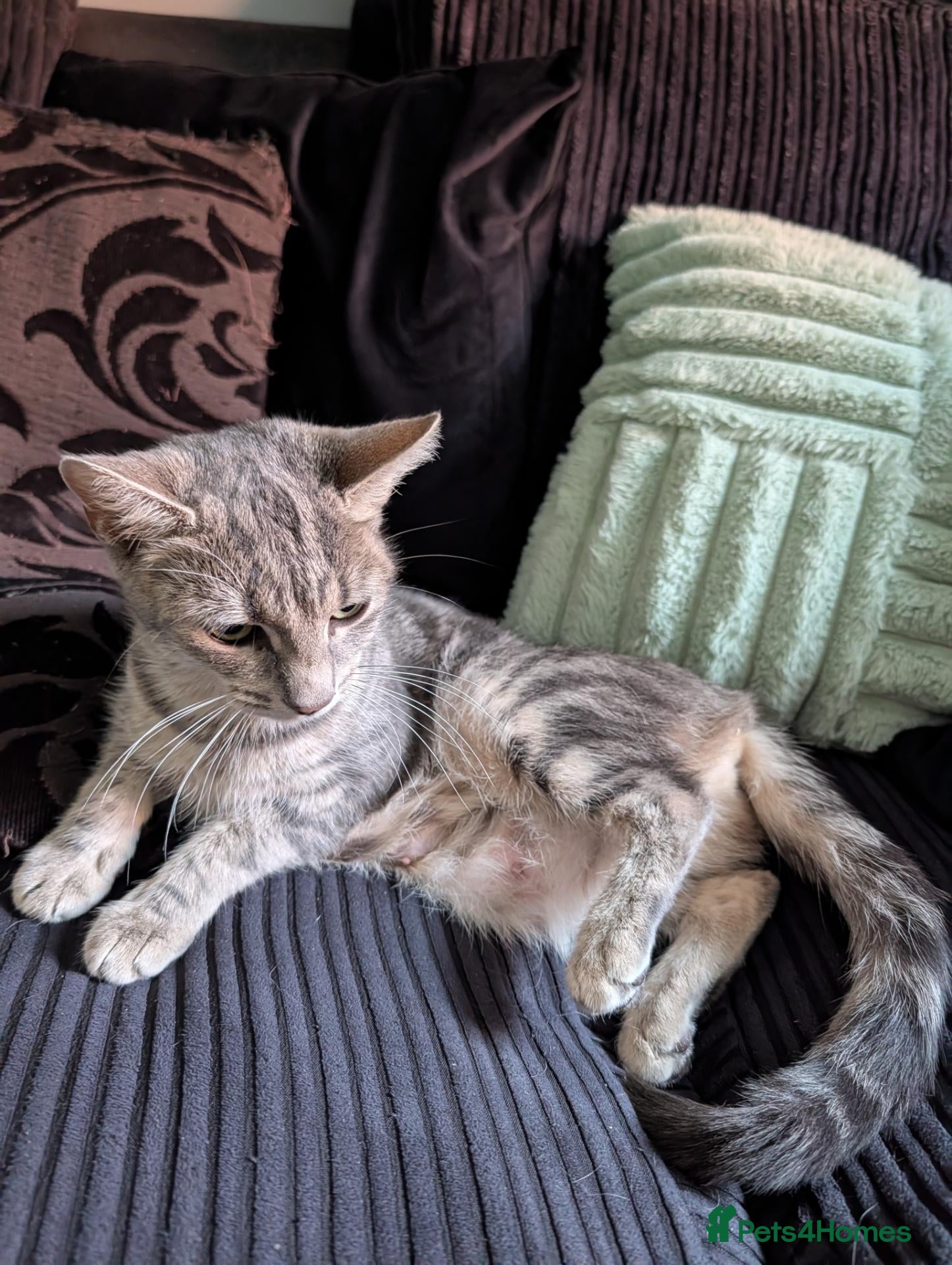 Mixed Breed cats 3 kittens for sale - Advert 6