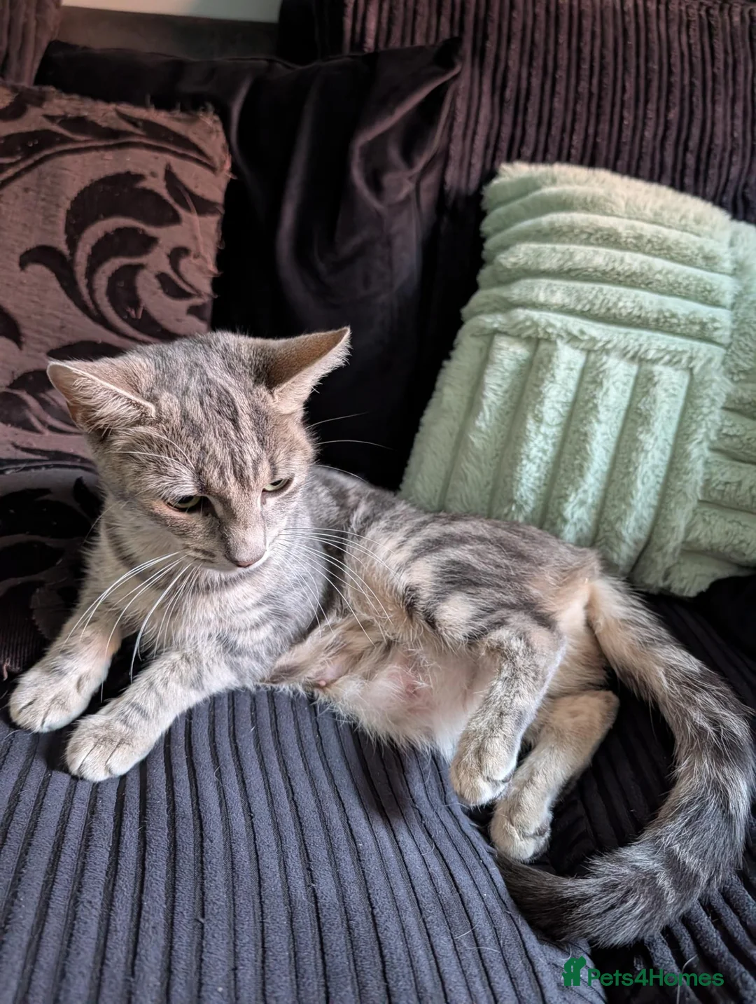 Mixed Breed cats for sale: 3 kittens for sale - Advert 1