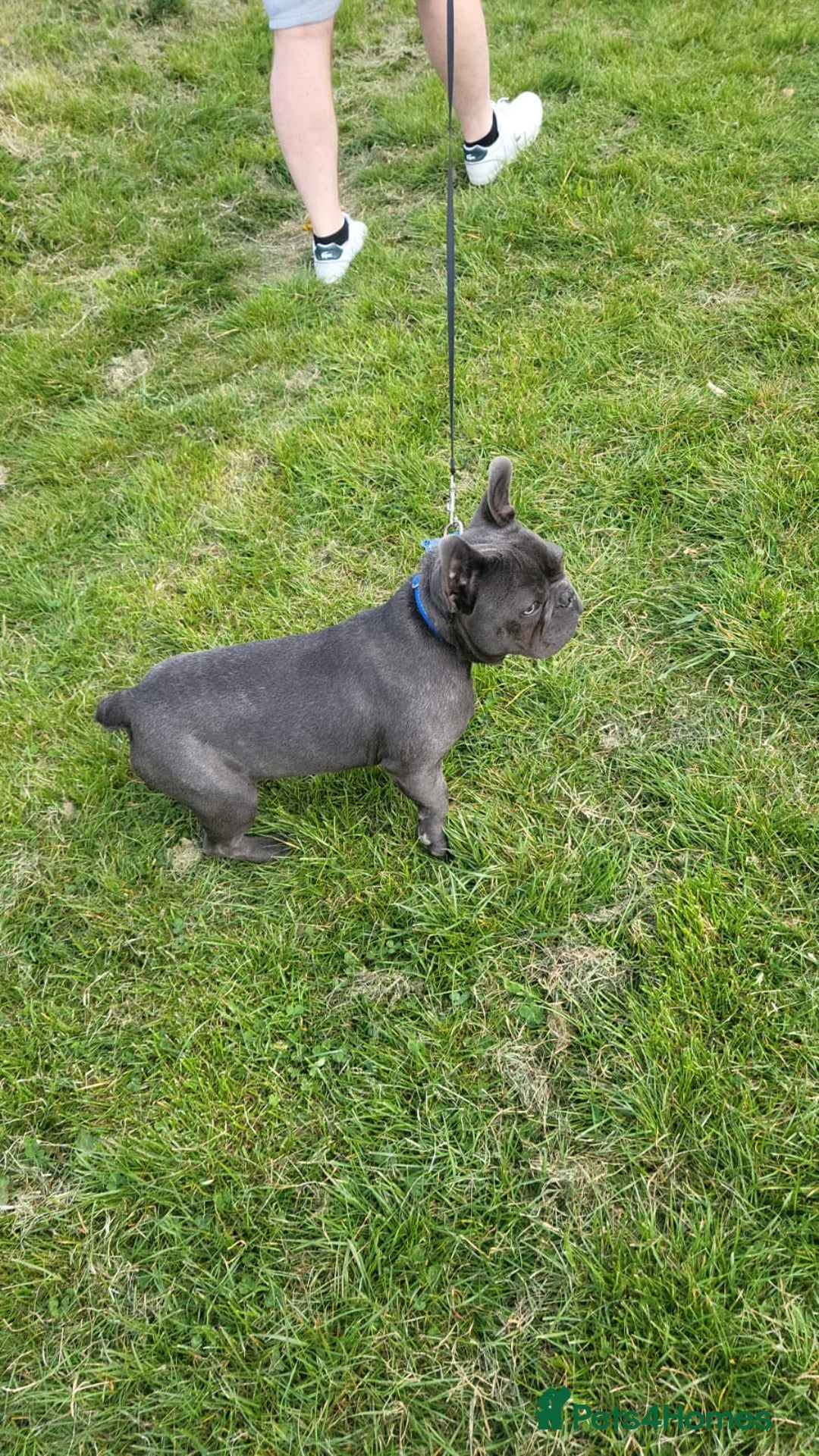French Bulldog dogs for sale: Kc registered blue male French bulldog 8 months  - Image 4