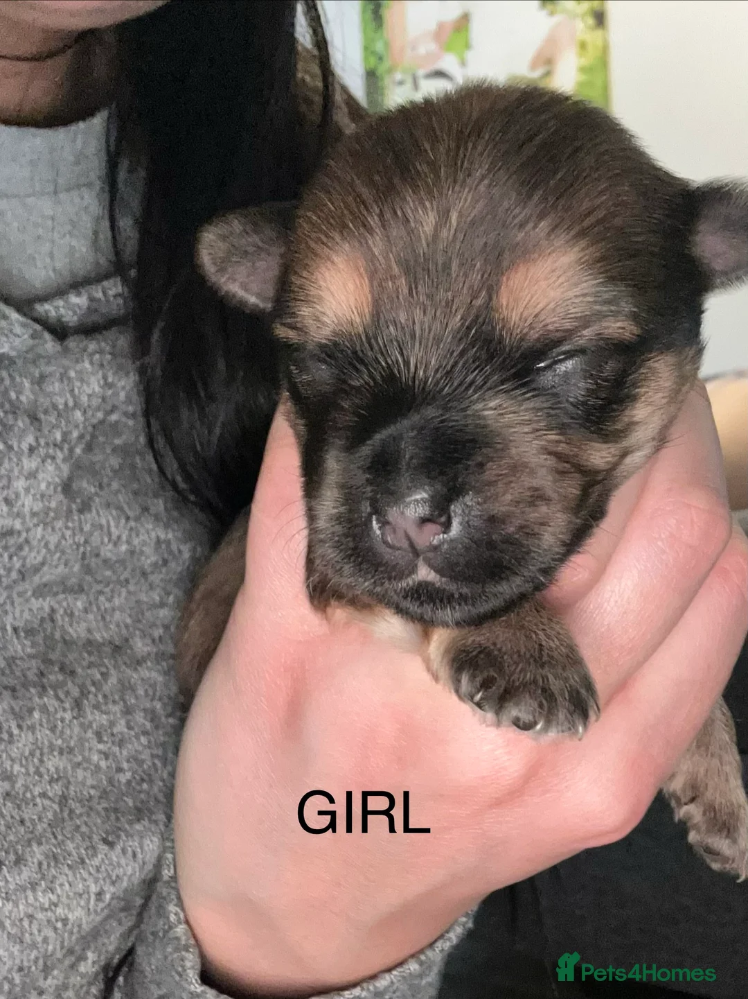 Yorkshire Terrier dogs for sale: Yorkshire terrier 🐶 puppies  in Bradford - Advert 11