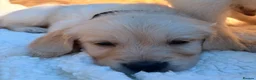 Golden Retriever dogs for sale: Beautiful golden retriever puppies - Advert 2