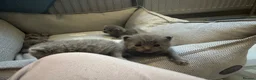 British Shorthair cats for sale: British shorthair kittens in Ilkeston - Advert 3
