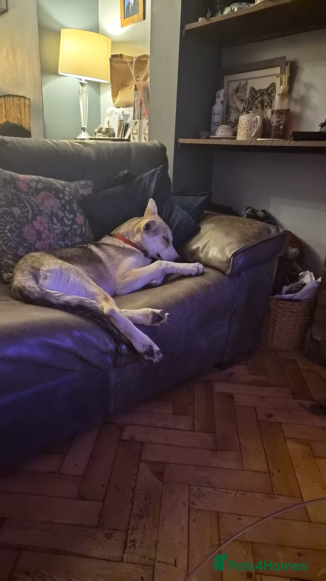 Mixed Breed dogs White swiss shepherd /Low Content Wolfdog puppies  - Advert 17