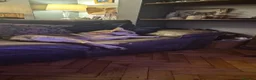 Mixed Breed dogs for sale: White swiss shepherd /Low Content Wolfdog puppies  - Advert 1