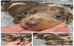 Miniature Dachshund dogs for sale: Quality KC/PRA clear Miniature Dachshund Puppies  - Image 14