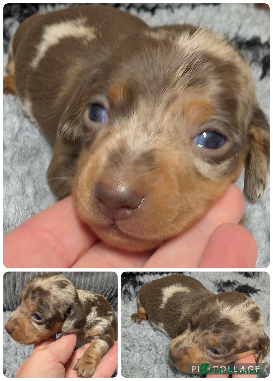 Miniature Dachshund dogs for sale: Quality KC/PRA clear Miniature Dachshund Puppies  - Image 14