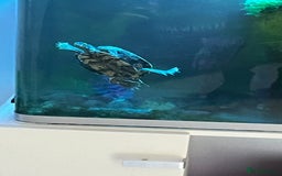 Terrapin reptiles for sale: Max the Terrapin  - Image 1