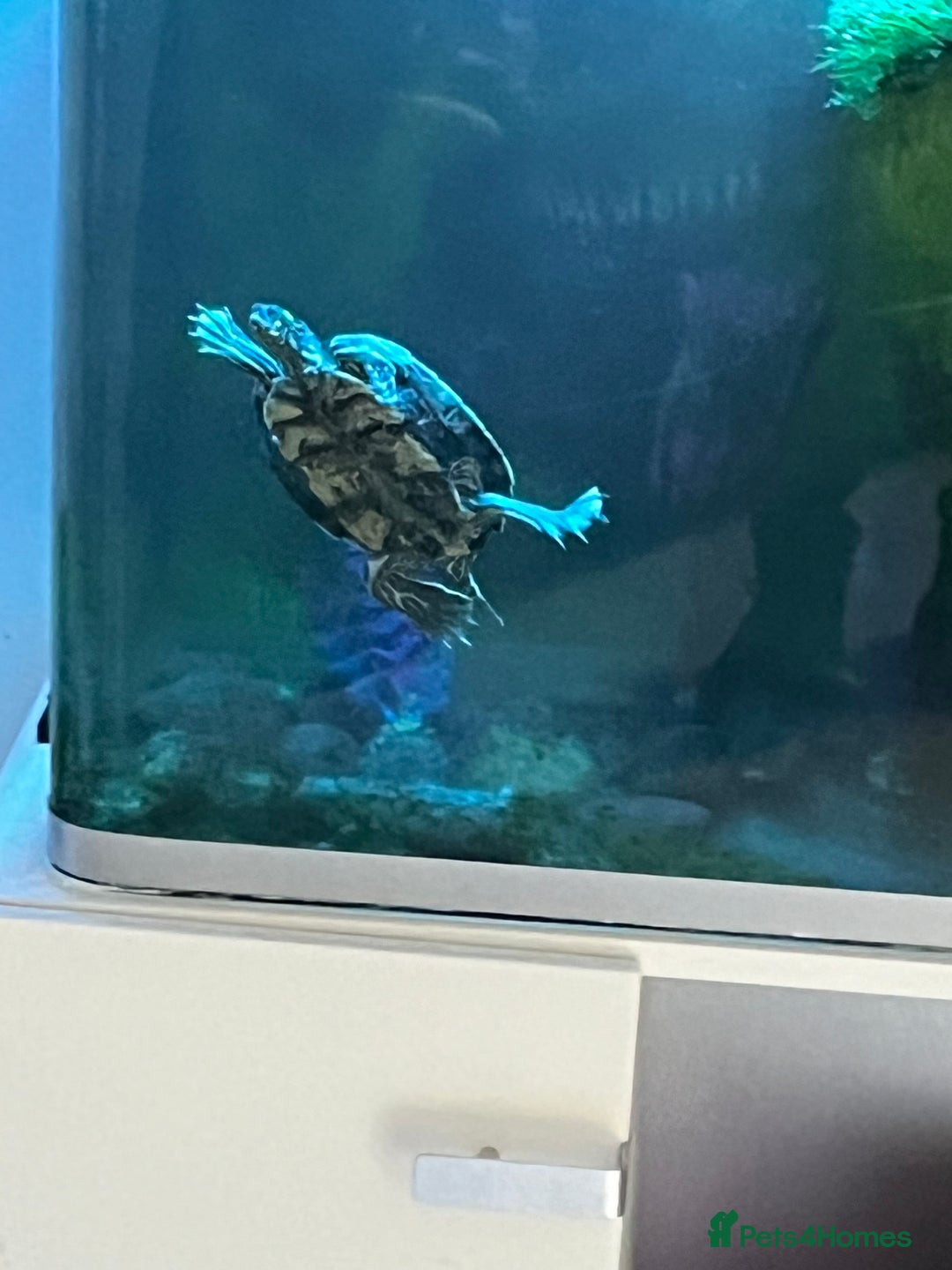 Terrapin reptiles for sale: Max the Terrapin  - Image 1