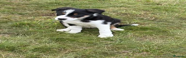 Border Collie 5