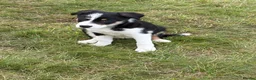 Border Collie dogs for sale: Border Collie puppies  - Advert 7