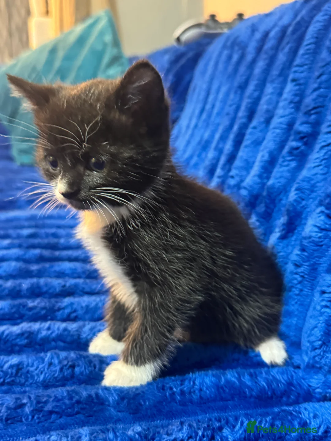 Mixed Breed cats for sale: The cat kitten black light and white boy  in Oldham - Advert 5