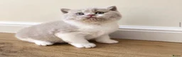 British Shorthair cats for sale: GCCF Active British shorthair  - Advert 6