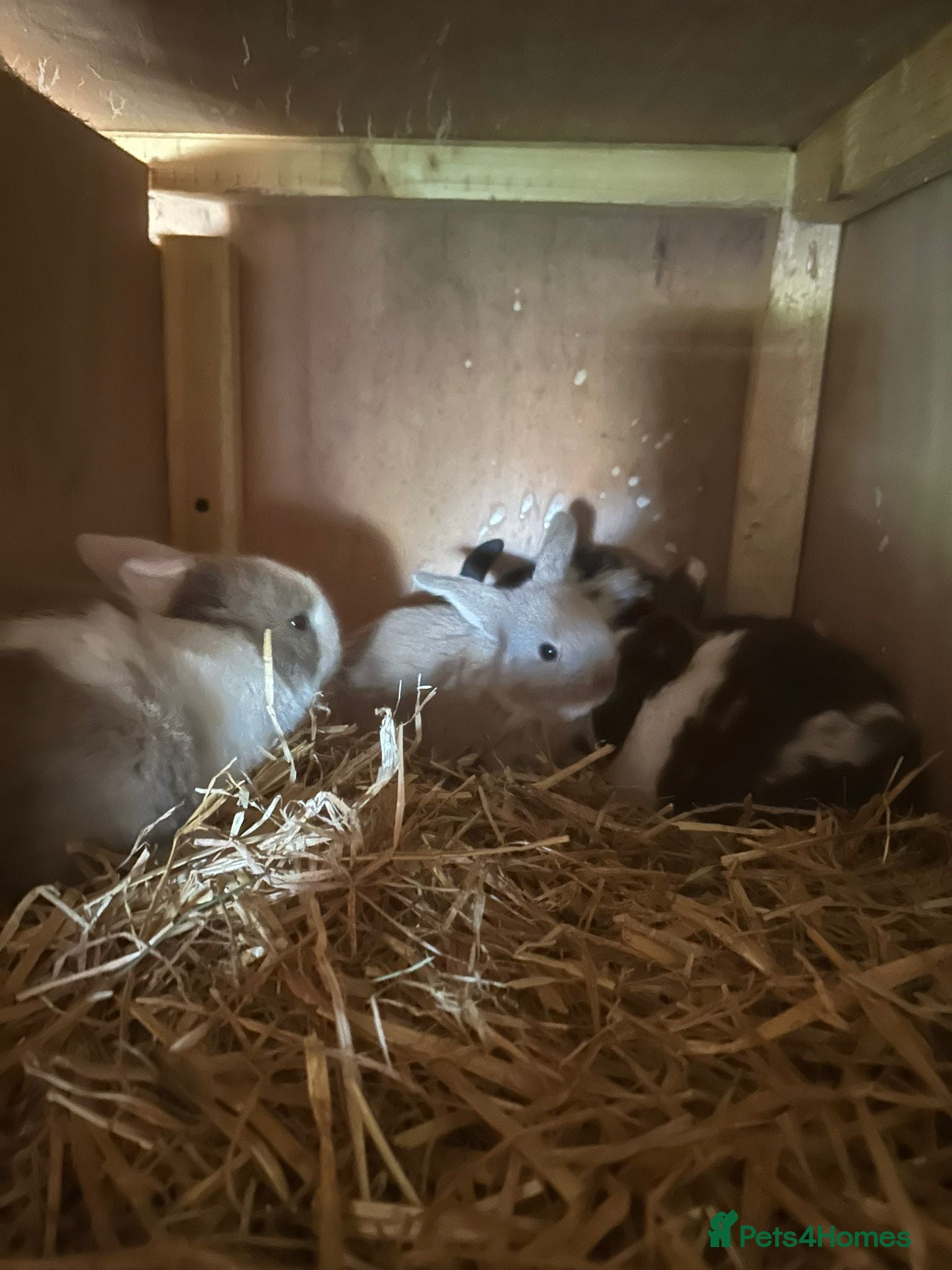 Mini Lop rabbits Beautiful mini lops  - Advert 1