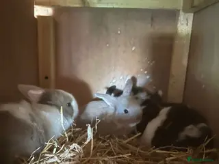 Mini Lop rabbits Beautiful mini lops - Advert 1