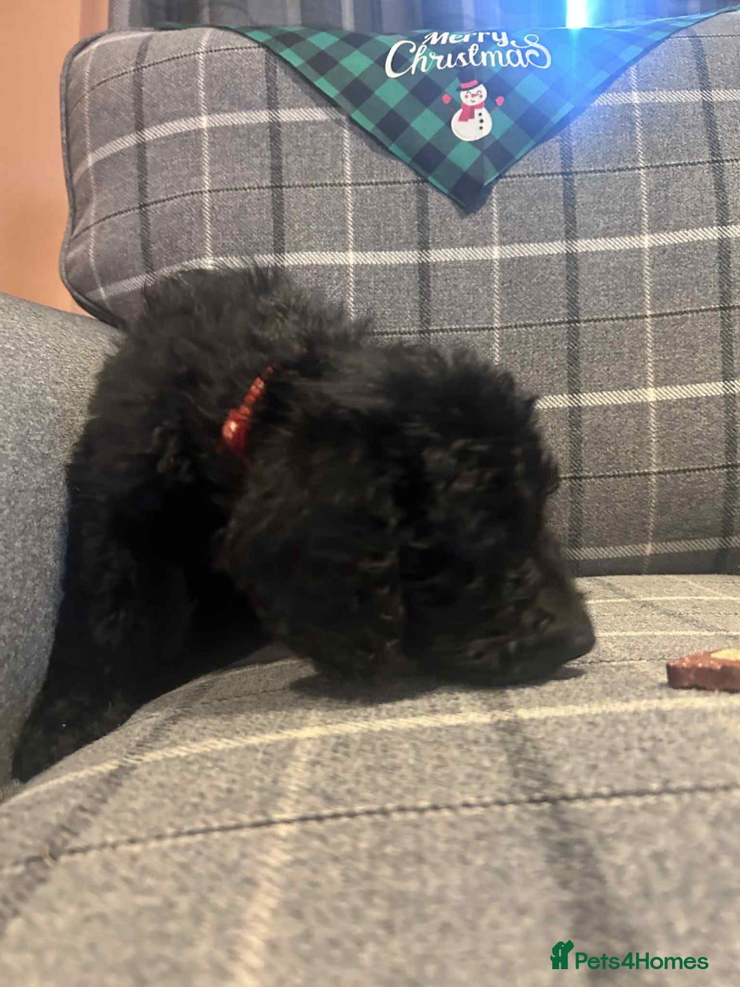 Labradoodle dogs for sale: Beautiful F1B Labradoodle Puppies, Ready now - Advert 16