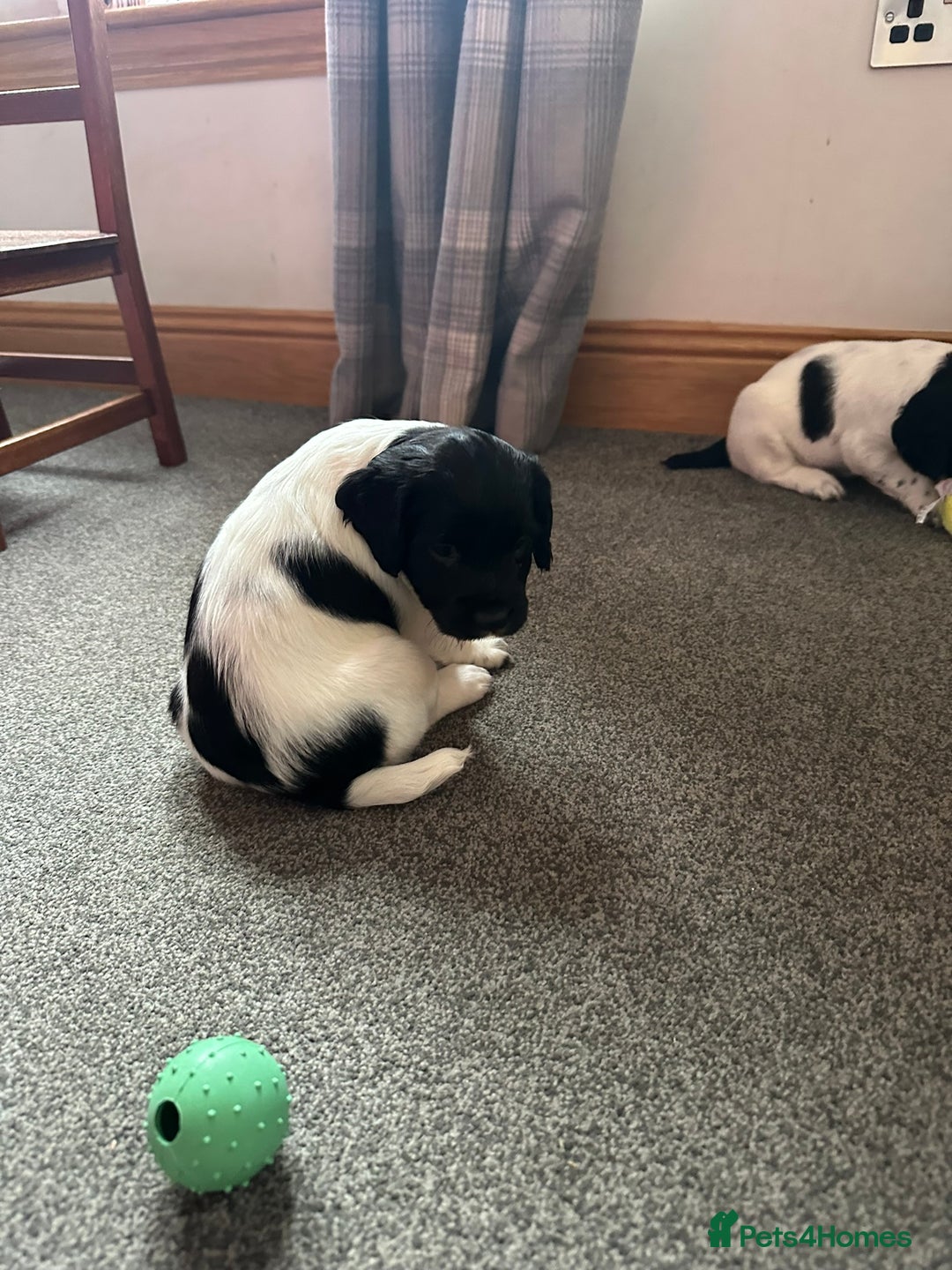 English Springer Spaniel dogs for sale: Gorgeous working English Springer Spaniel Puppies - Advert 18