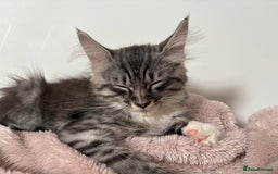 Mixed Breed cats for sale: Grey tabby kitten  - Image 3