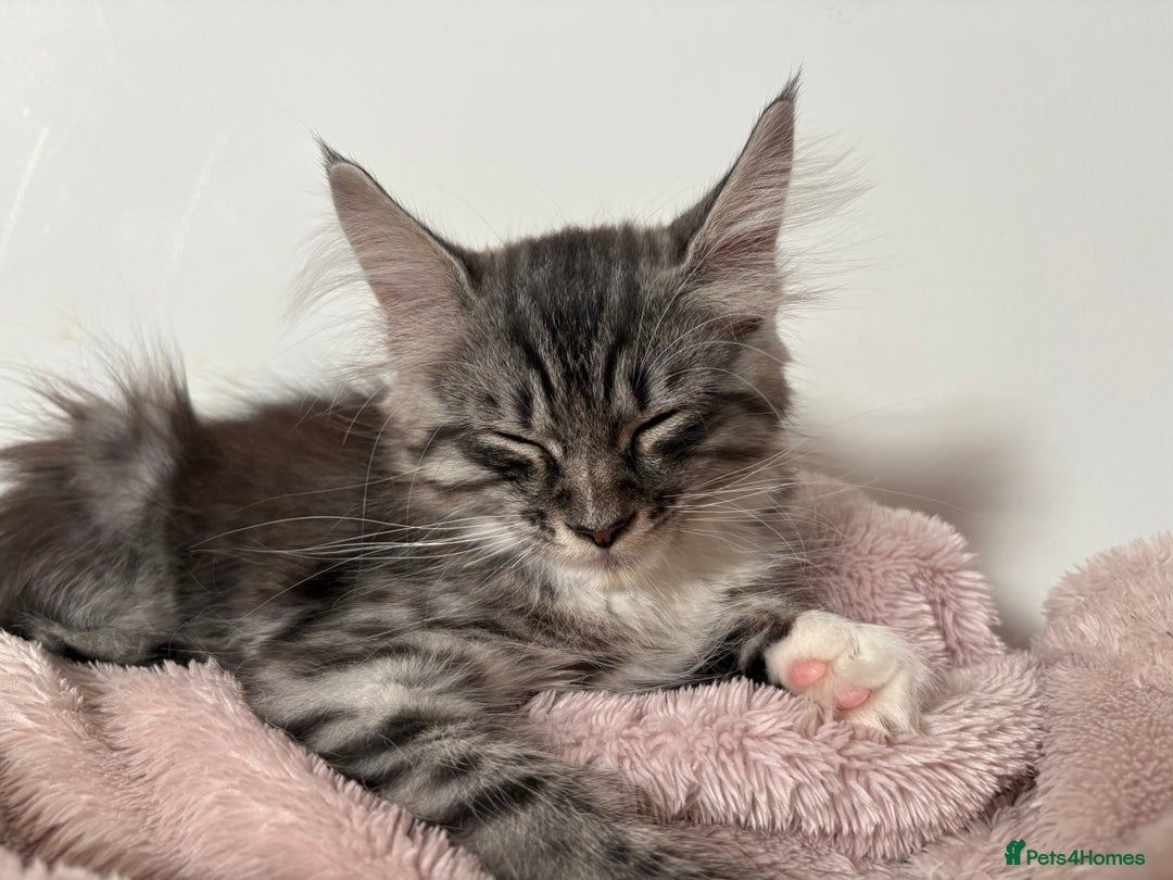 Mixed Breed cats for sale: Grey tabby kitten  - Image 3