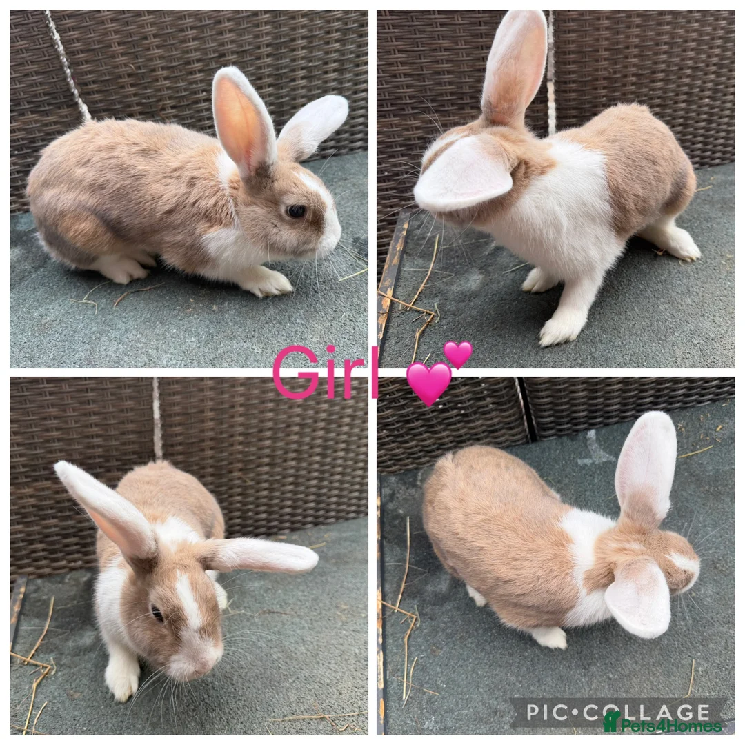 Mixed Breed rabbits for sale: Stunning Continental Giant crosses for new laps - Advert 6