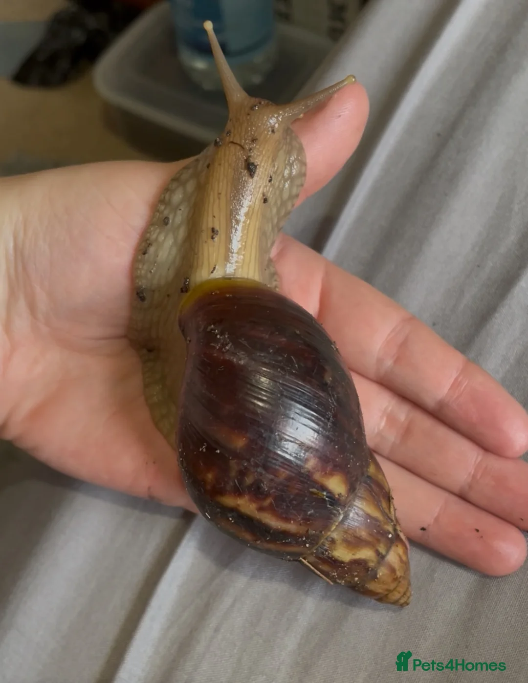 Snails invertebrates for sale: Two African land snails. Hawkins and Mr Whatsit  in Hook - Advert 2