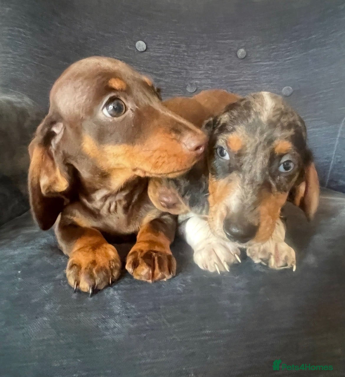 Miniature Dachshund dogs Beautiful Fully health check mini Dachshund pups - Advert 1