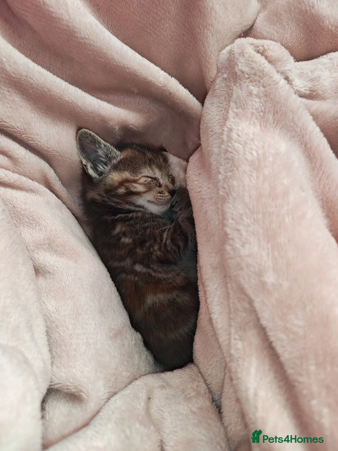 Domestic Shorthair cats for sale: Cute 9 week old kitten  - Advert 15