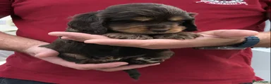 Cocker Spaniel 7 pink collar