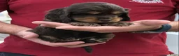 Cocker Spaniel dogs for sale: KC registered Show cocker spaniel  in King's Lynn - Advert 5
