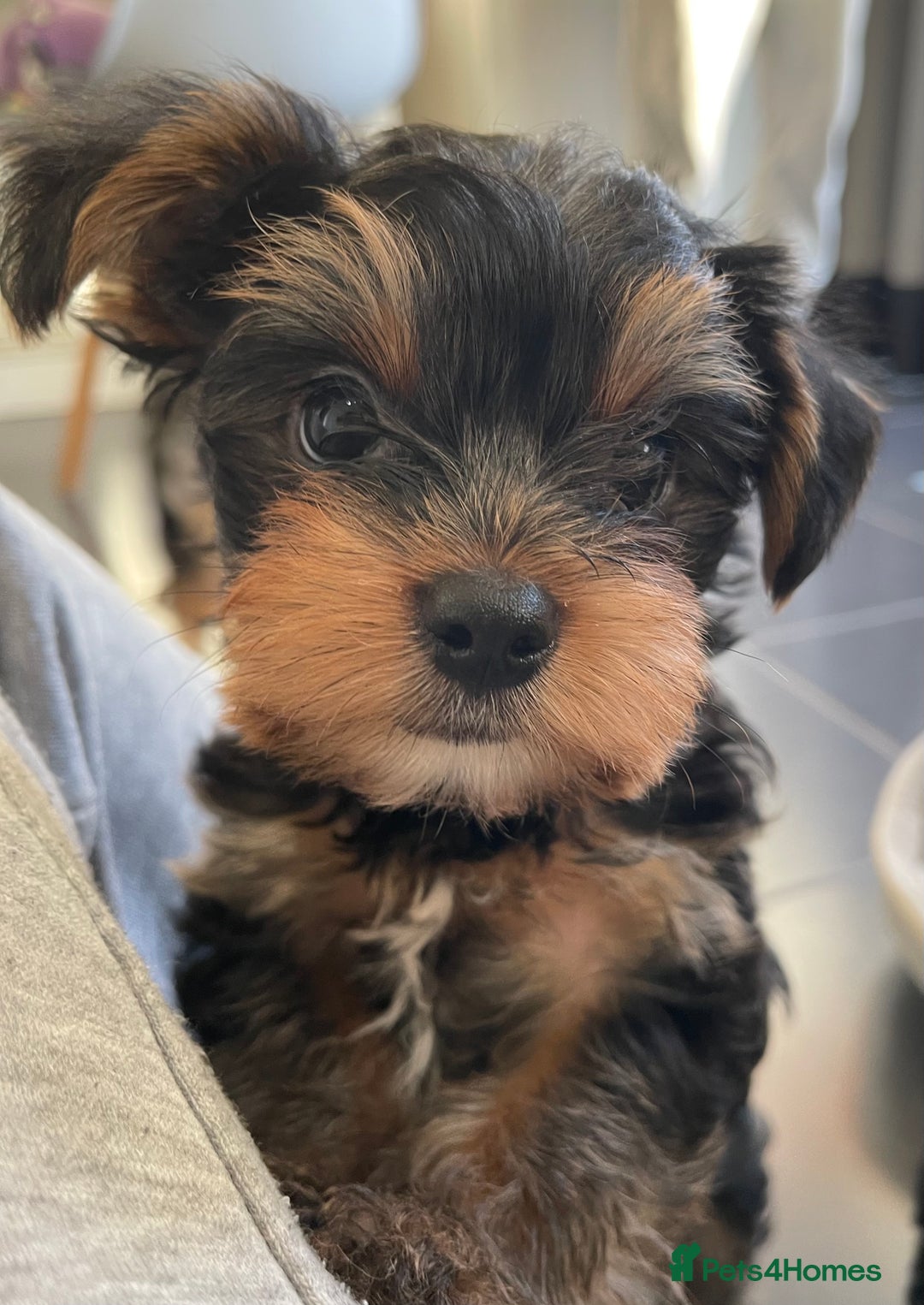 Yorkshire Terrier dogs for sale: Adorable Mini Yorkshire Terrier puppies - Advert 19