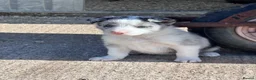 Border Collie dogs for sale: Border collies - Advert 5