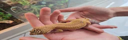Leopard Gecko reptiles for sale: Leopard Gecko with 4ftx2ft Vivarium in Chatham - Advert 3