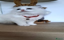 Ragdoll cats for sale: Pure Breed GCCF REG beautiful kittens - Advert 9