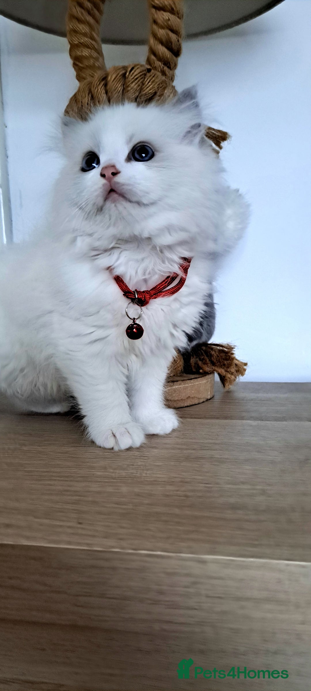 Ragdoll cats for sale: Pure Breed GCCF REG beautiful kittens - Advert 9